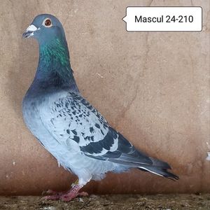 Mascul 24-210....-10 lei