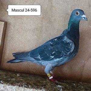 Mascul 24-596