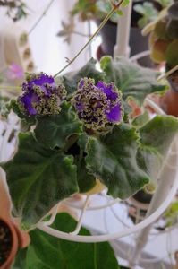 Dantelute si volanase