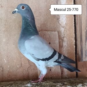 Mascul 25-770