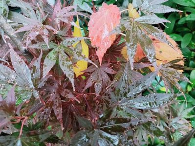 Pixie și frunze de Davidia involucrata