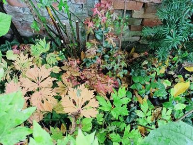 Mai Kujaku și Deshojo