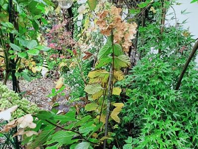 Hortensia paniculata și Ryusen