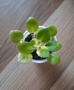 AV Fantaserka (mini ) 25 lei AV Fantaserka (mini ) 25 lei