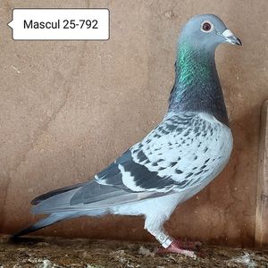 Mascul 25-792
