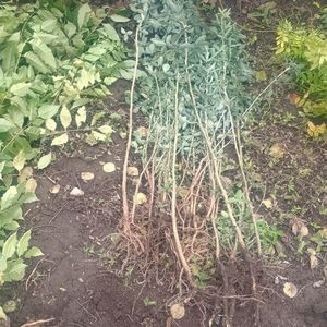 salcam galben 0,7-1,2m 30lei