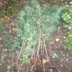 salcam roz 1,3m-25lei