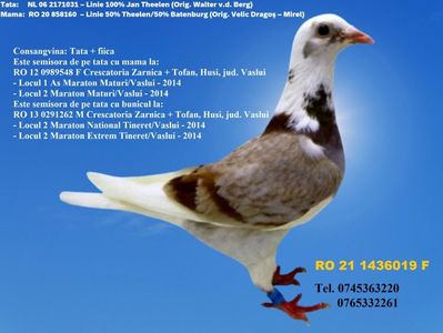 RO 21 1436019 F Pret FIX 250 lei + transportul