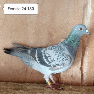 Femela 24-180....-10 lei