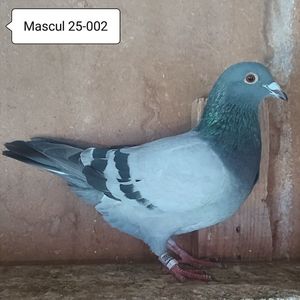 Mascul 25-002