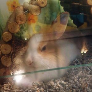 ♡ Day 170 ; 02.05.2025; ce am vrut iepurele asta :(
