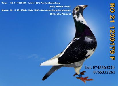 RO 21 1299179 F Pret FIX 250 Lei + transportul