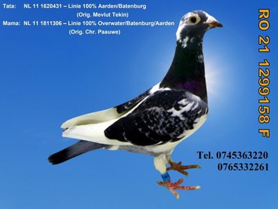 RO 21 1299158 F REZERVATA Iacobescu Viorel MH  Pret FIX 250 Lei + transportul