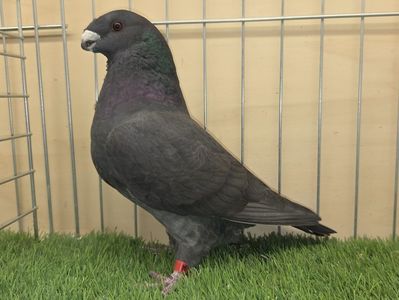 FEMELĂ RO 25 - 521; CU FRILL ÎN PIEPT
