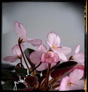 N Diymovoshka ( mini ) 25 lei