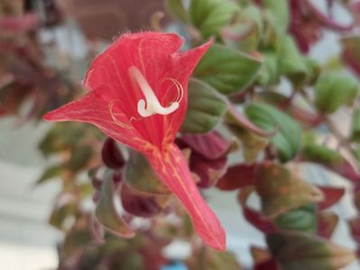 Magnifica 1(3-Xl-2025)