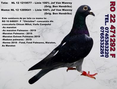 RO 22 471292 F Pret FIX 500 Lei + transportul