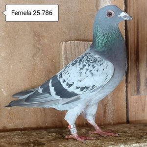 Femela 25-786