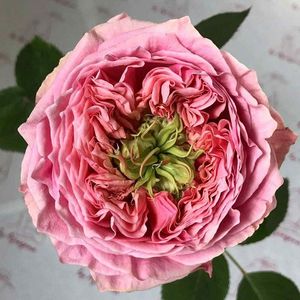 att.GXiSoXZgRTRmNBIUY7-9OlOB-_4ZkRr4x-l0io_aMZU