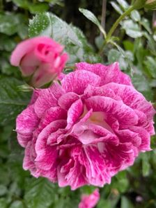 att.reT8TGJqxwe_cSm8QaGT2DWry-pKdlYCzLlONhsVRM4