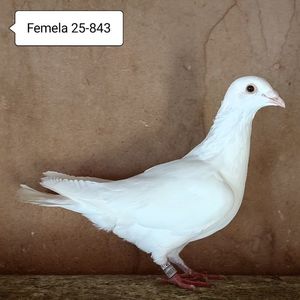 Femela 25-843