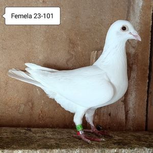 Femela 23-101