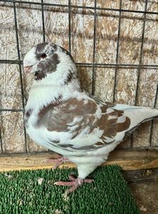 att.rGrOnUPO2YJuGiSW-StMpnaX8vWfSi19jpD-0pCrYC4