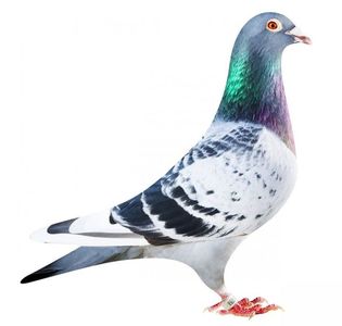 Theo’ (NL15-1125758); 2nd European Ace Pigeon Barcelona 2018-2019
Best Barcelona pigeon 2018-2019 (The Netherlands)
13th Nat. Barcelona ZLU 2019 - 25th International 2019
29th Nat. Barcelona ZLU 2018 - 82nd International 2
