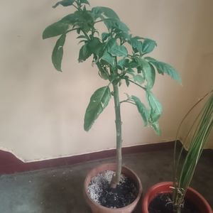 brugm Angels Endless 60lei