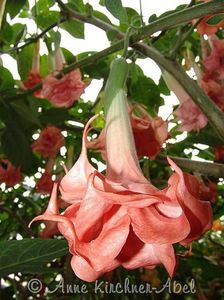 brugmansia Salmon Perfection