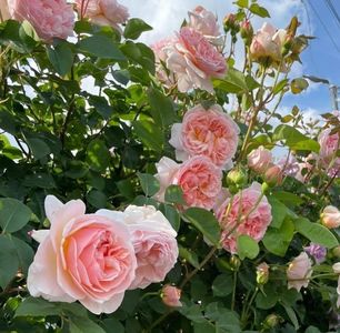 Evelyn (tufa) 60 lei