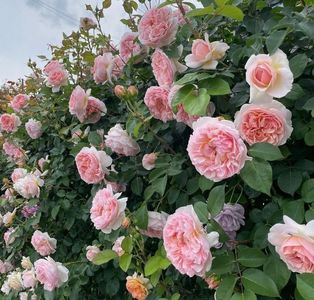 Evelyn (tufa) 60 lei