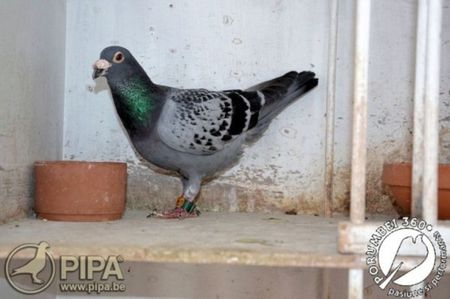 1499701904international4