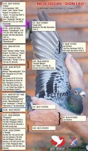 roks-leonnl10-3025405-pedigree (1)