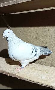 Screenshot_20251105_091534_Video Player