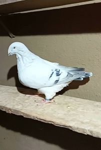 Screenshot_20251105_091726_Video Player