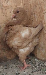 Screenshot_20251107-100145_Chrome