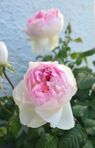 Sharifa Asma (tufa) 50 lei