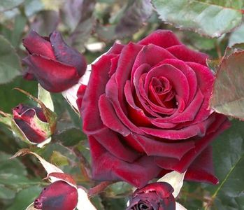 Rose Black Baccara; Rose ‘Black Baccara’ – The Velvet Beauty
A truly captivating hybrid tea rose with deep, velvety crimson petals that appear almost black in certain light. Black Baccara is admired for its sophisticated
