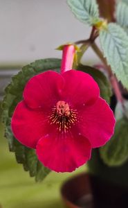 ; Inflorit in 8 nov 2025
