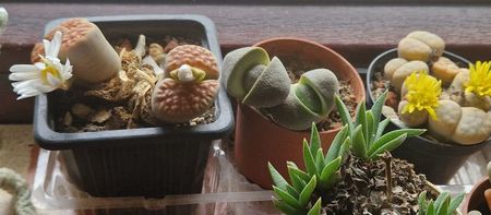 Au inflorit si anul asta.; Mai anemic, dar ok tinand cont de vremea cam mohorata si recedin toamna 2025. E si un ghivecel cu Pleiospilos nelii, are ceva ani dar ei nu au inflorit niciodata desi isi respecta ciclul de viata
