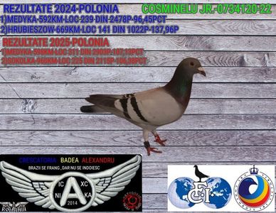 COSMINELU JR 0734120-22