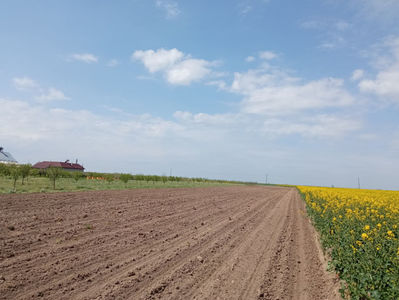 rap2025; rapiță 2025
