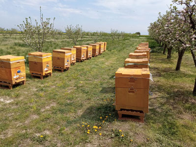 stupina mea; pastoral la rapiță 2025
