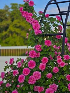 Gertrude Jekyll (urcator) 70 lei