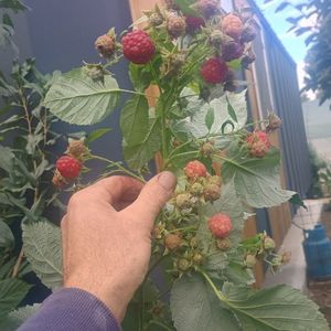 zmeur rod continuu Heritage 4lei