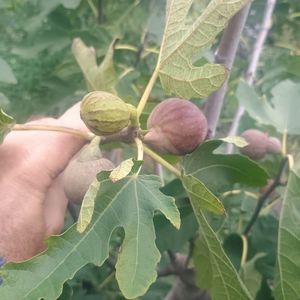 smochin Brunswick o,5m-25lei