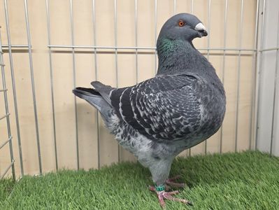 MASCUL 2025 - 27216 - din PERECHEA 3 - AM SI VIDEO