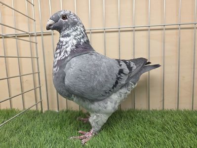 FEMELĂ 2025 - 27226