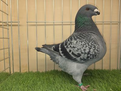 MASCUL 2025 - 27229 - din PERECHEA 9 - AM SI VIDEO